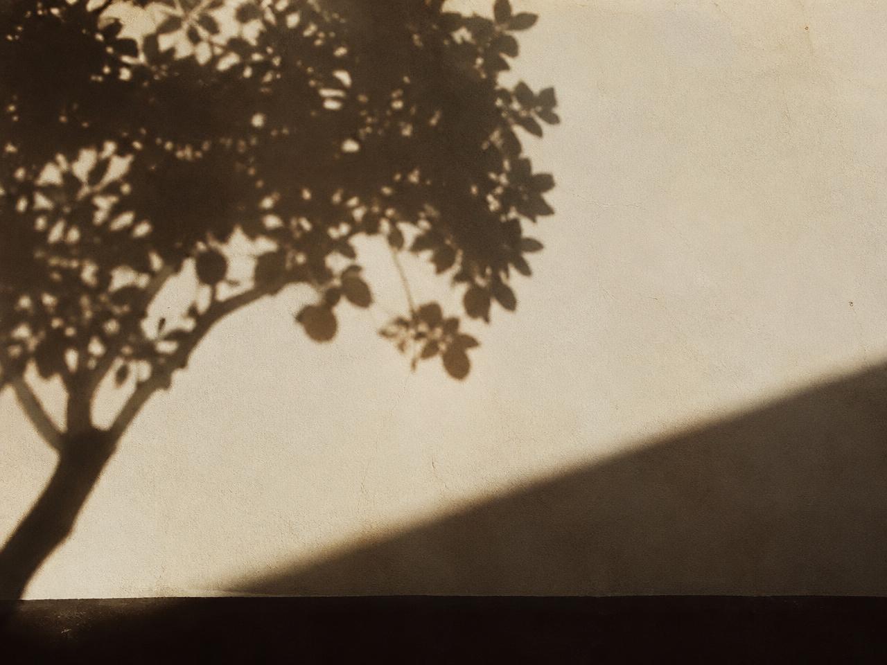 Shadow of an orange tree on a whitewashed Seville wall